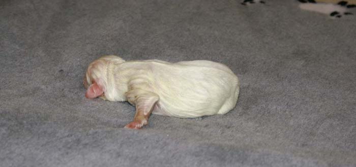 WindyFraserPups_2nd_day_b