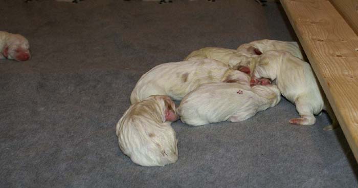 WindyFraserPups_2nd_day_c