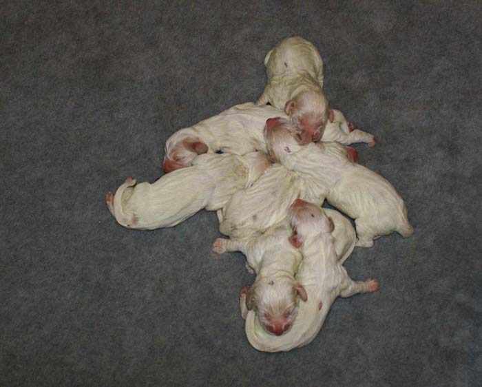 WindyFraserPups_2nd_day_d