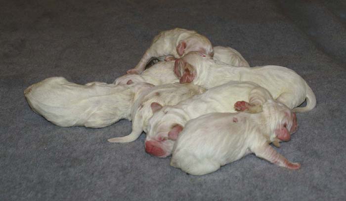 WindyFraserPups_2nd_day_e