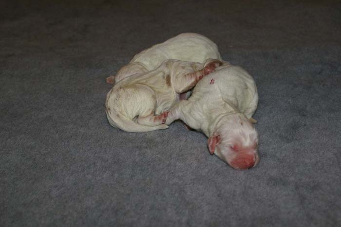 WindyFraserPups_2nd_day_f