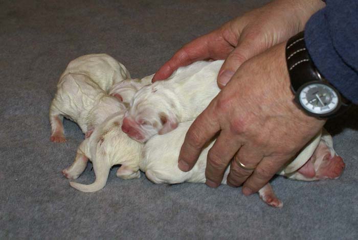 WindyFraserPups_2nd_day_h