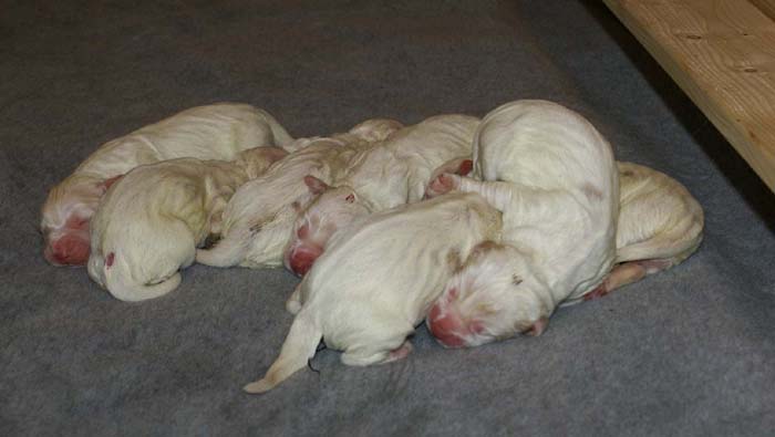 WindyFraserPups_2nd_day_k