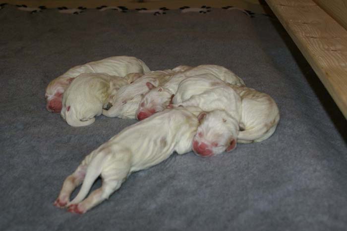 WindyFraserPups_2nd_day_l