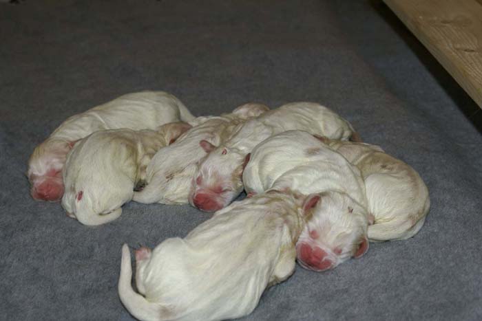 WindyFraserPups_2nd_day_m