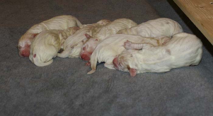 WindyFraserPups_2nd_day_o