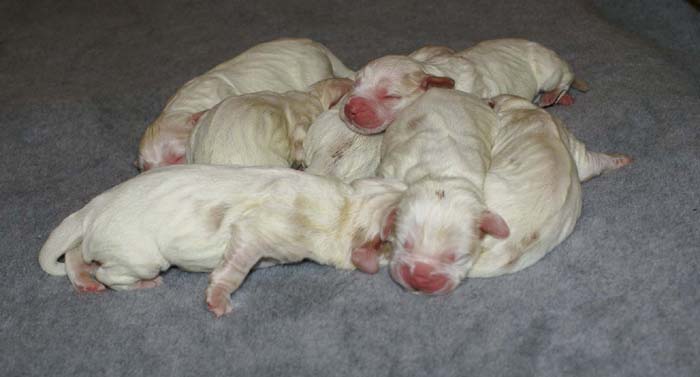 WindyFraserPups_2nd_day_p