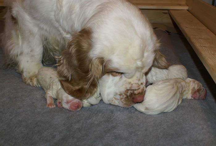 WindyFraserPups_2nd_day_q