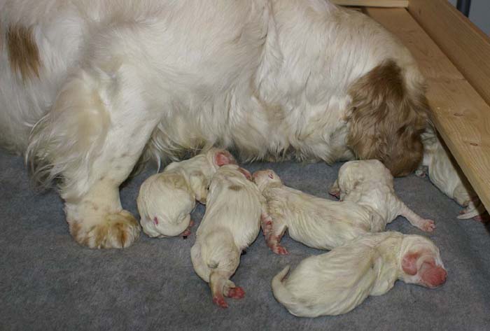 WindyFraserPups_2nd_day_r