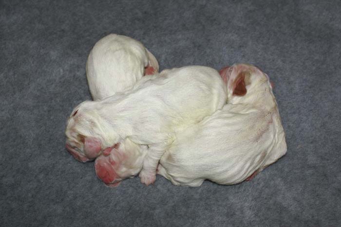 WindyFraserPups_2nd_day_s