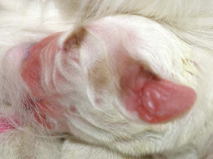 WindyFraserPups_2nd_day_t