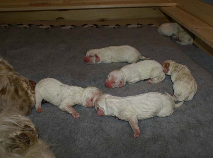 WindyFraserPups_2nd_day_u