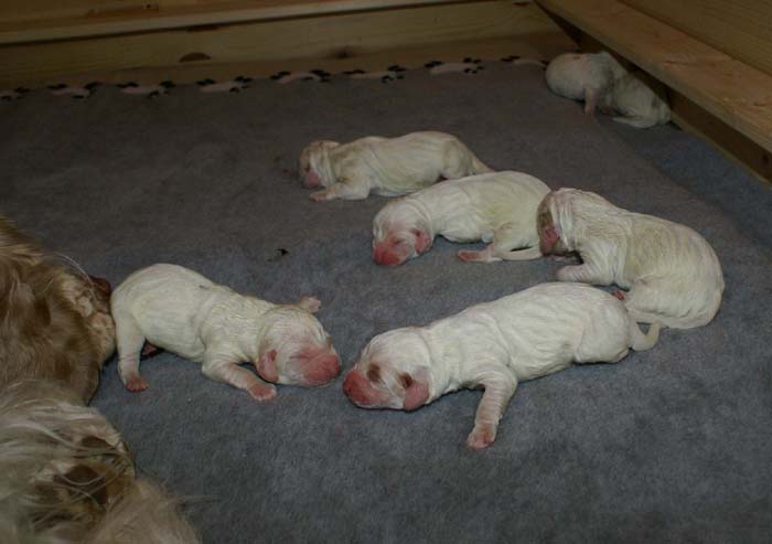 WindyFraserPups_2nd_day_v