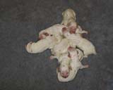 WindyFraserPups_2nd_day_d