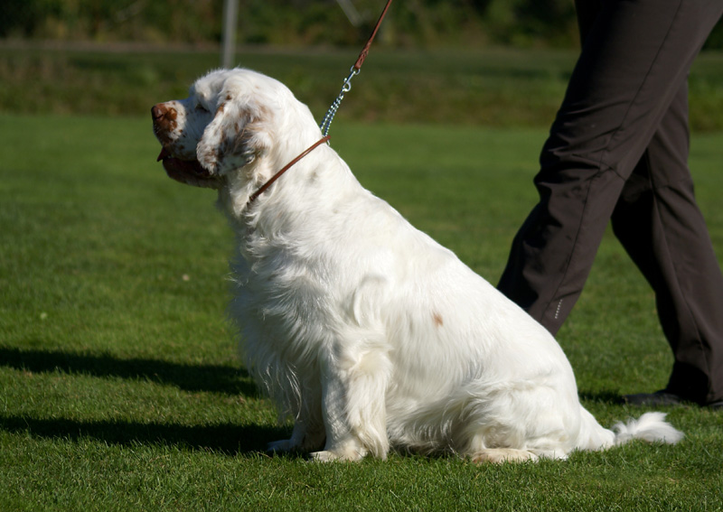 Zorro_14Sept2013_y_a