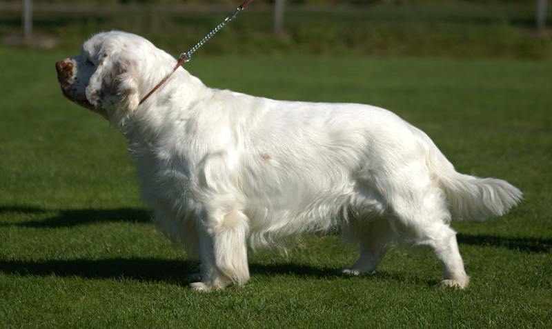 Zorro_14Sept2013_y_e