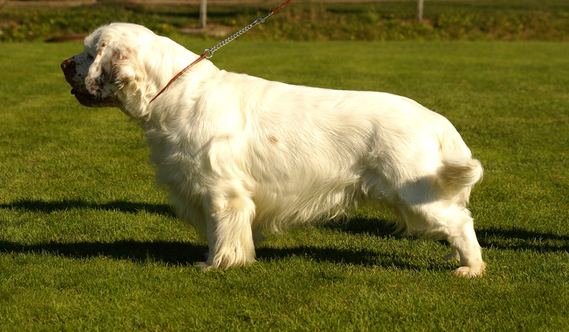 Zorro_14Sept2013_y_g