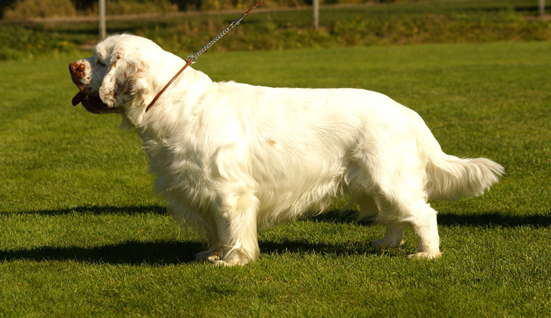 Zorro_14Sept2013_y_h