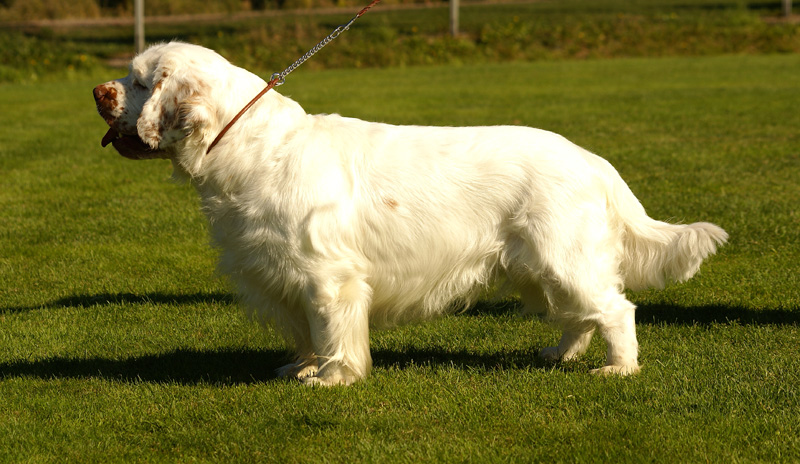 Zorro_14Sept2013_y_i