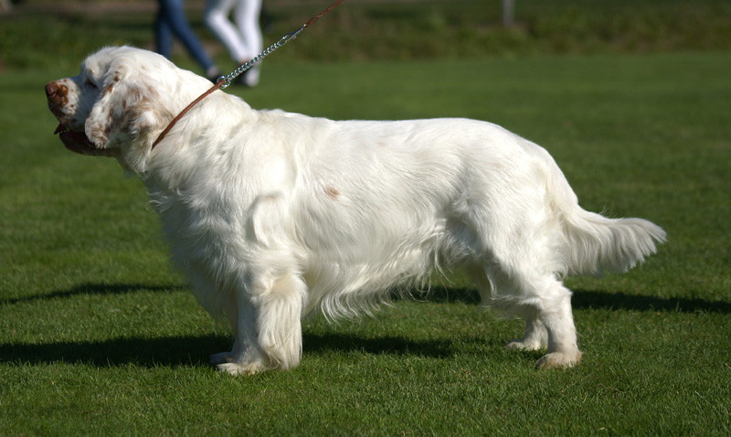 Zorro_14Sept2013_y_k