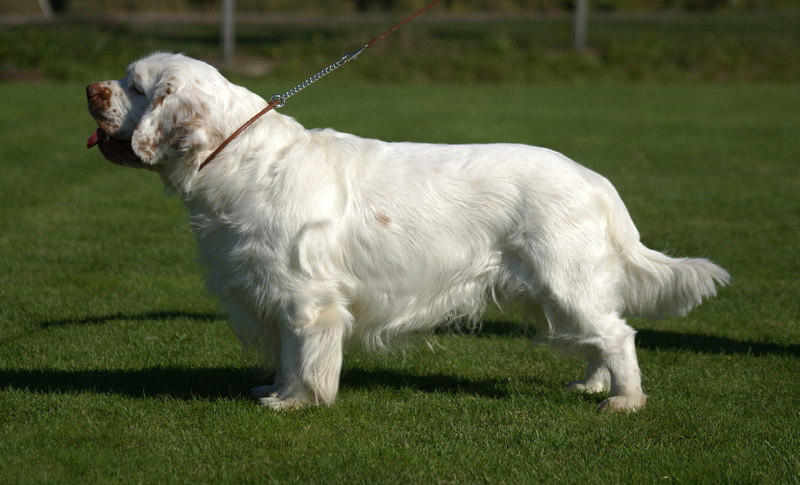 Zorro_14Sept2013_y_l