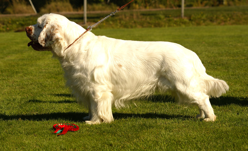 Zorro_14Sept2013_y_m