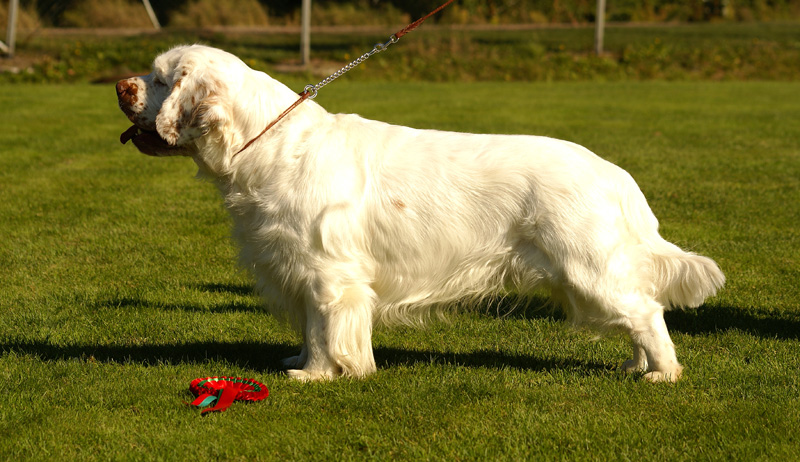 Zorro_14Sept2013_y_n