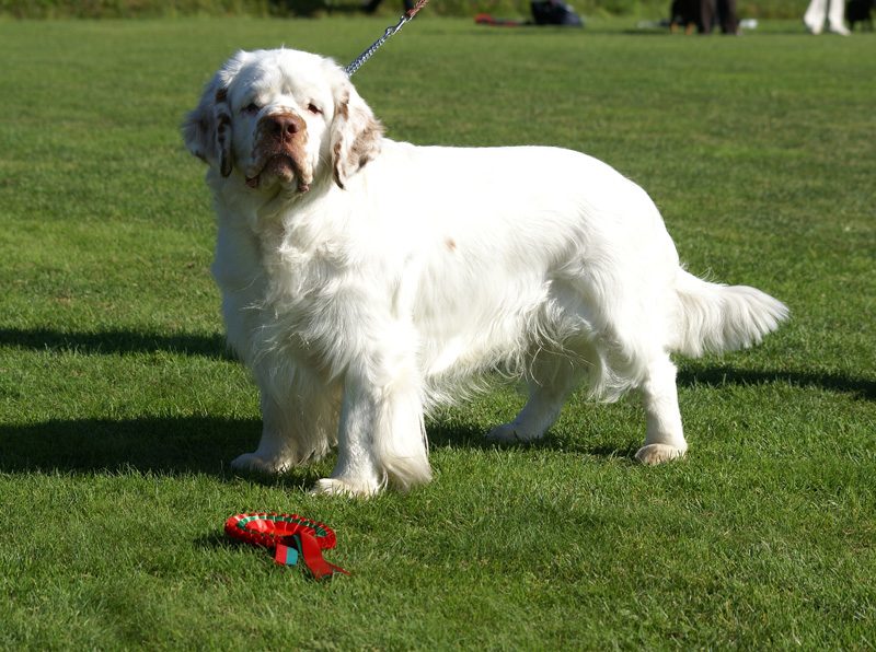 Zorro_14Sept2013_y_o