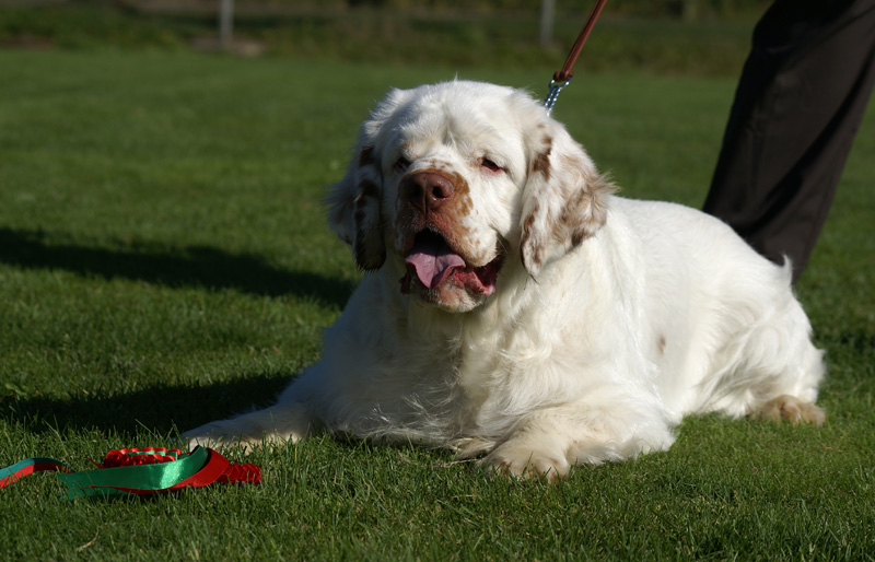 Zorro_14Sept2013_y_q