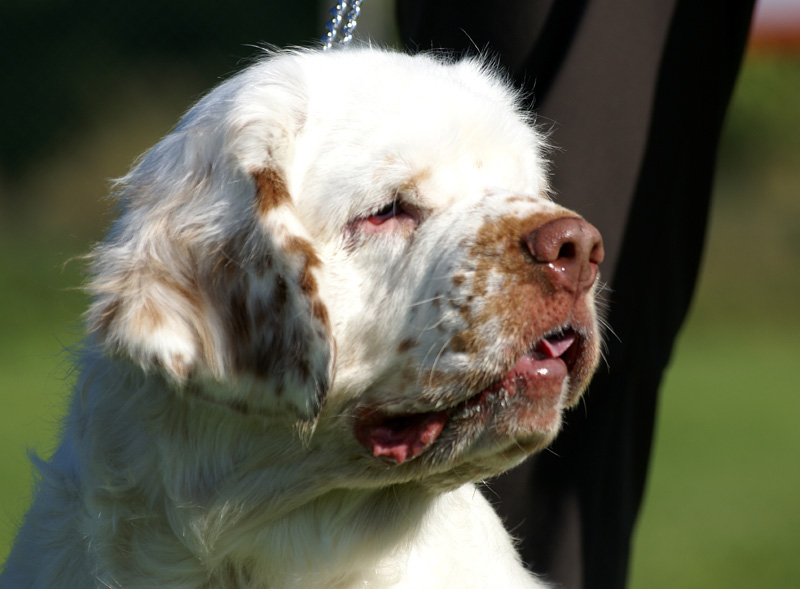 Zorro_14Sept2013_y_r