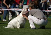 Zorro_14Sept2013_vvv