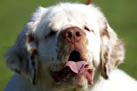 Zorro_14Sept2013_y_s