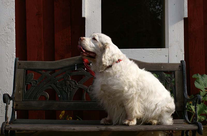 a_Chelsea_10th_Birthday_b