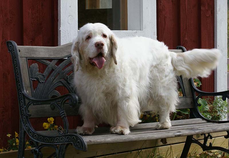 a_Chelsea_10th_Birthday_d