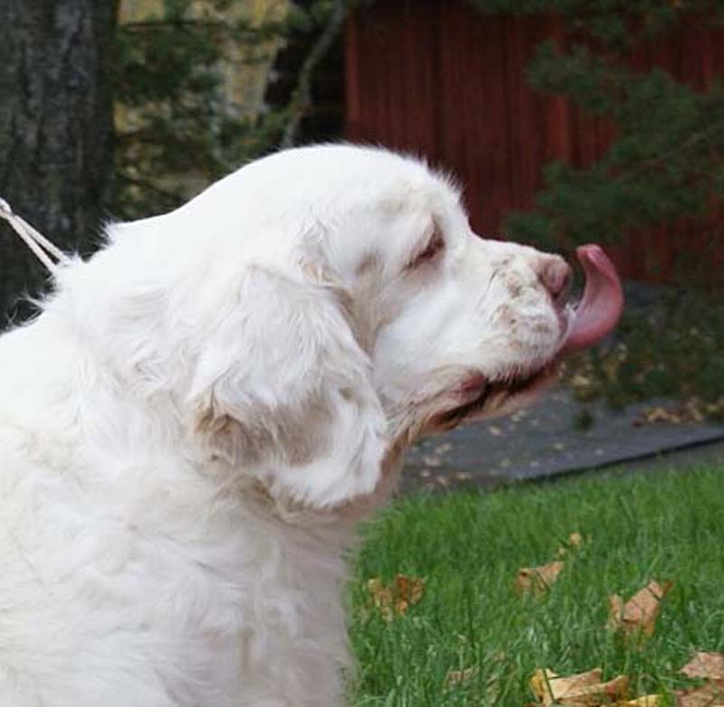 a_Chelsea_10th_Birthday_g