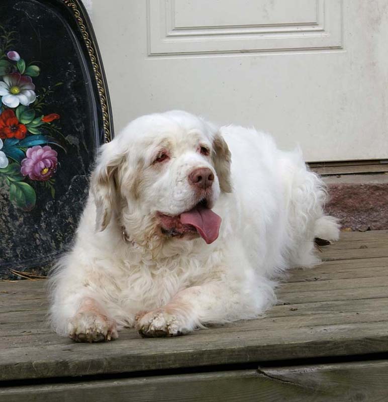 a_Chelsea_10th_Birthday_l