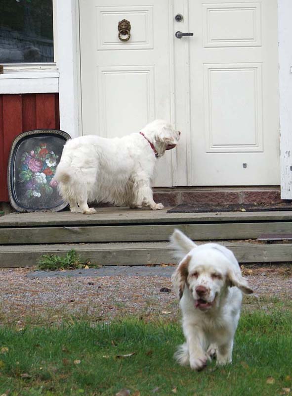 a_Chelsea_10th_Birthday_m