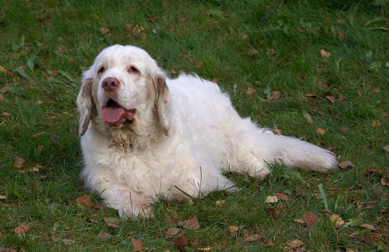 a_Chelsea_10th_Birthday_n