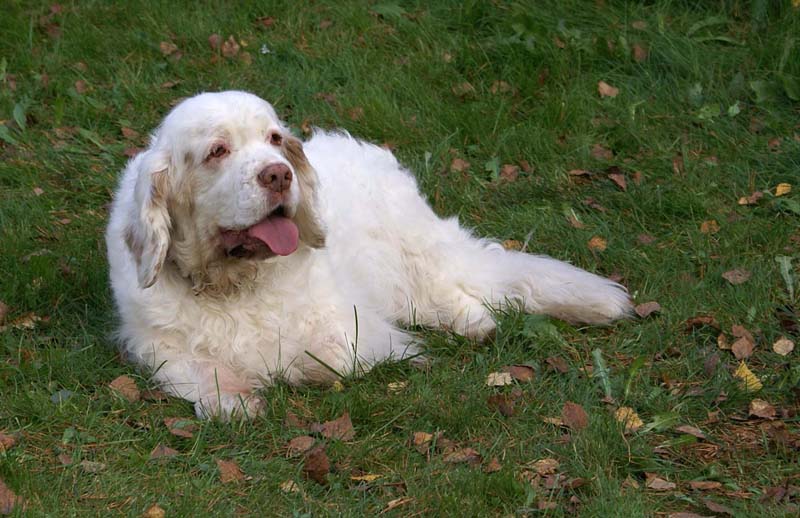 a_Chelsea_10th_Birthday_o