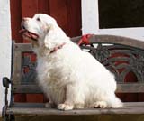 a_Chelsea_10th_Birthday_a