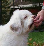 a_Chelsea_10th_Birthday_h