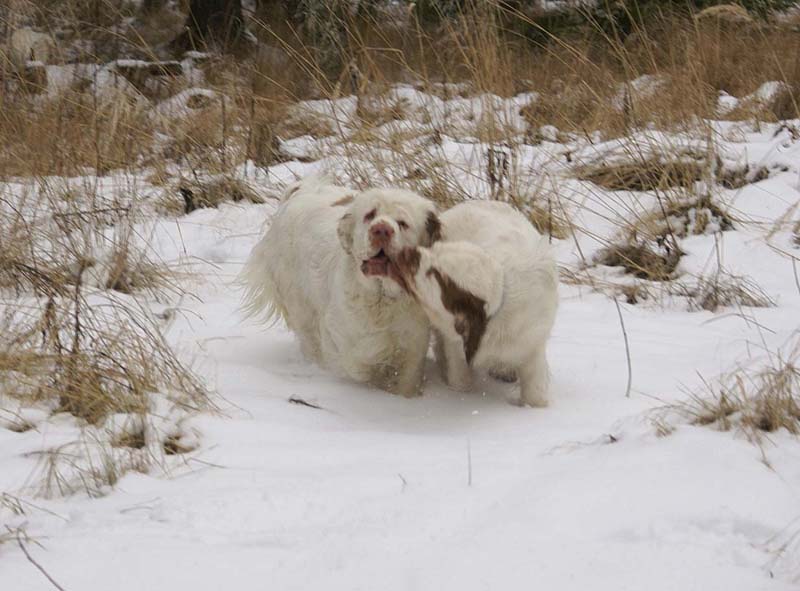 Bumbaa_Crisse_10Jan2009