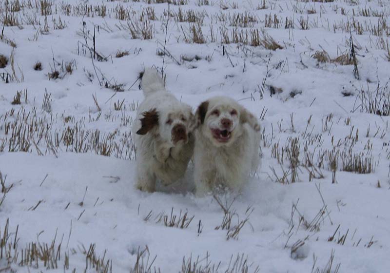 Cotton_Mambo_10Jan2009