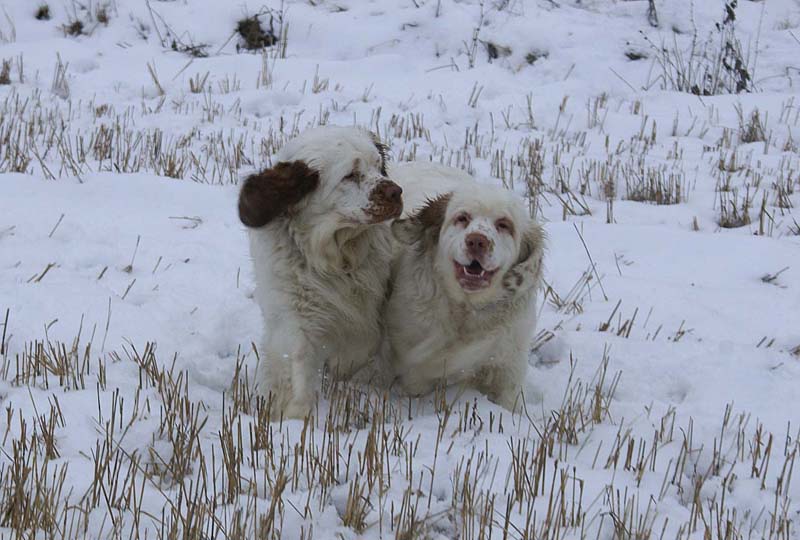 Cotton_Mambo_10Jan2009_b