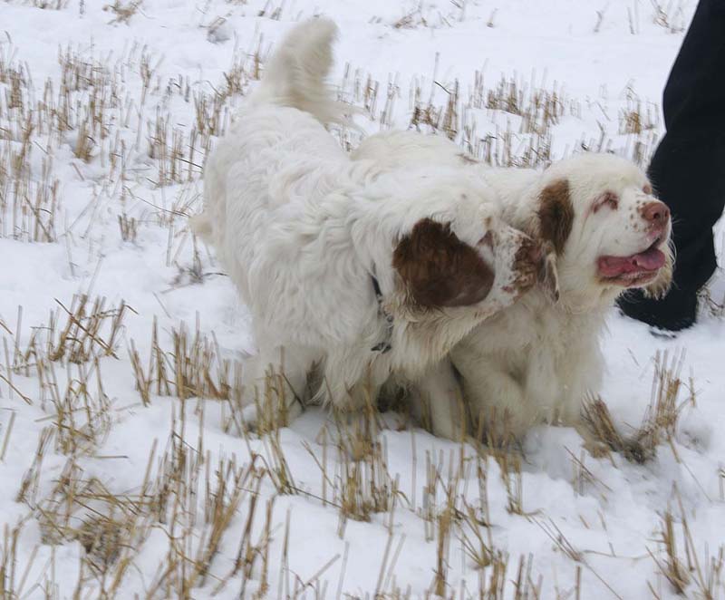 Cotton_Mambo_10Jan2009_c