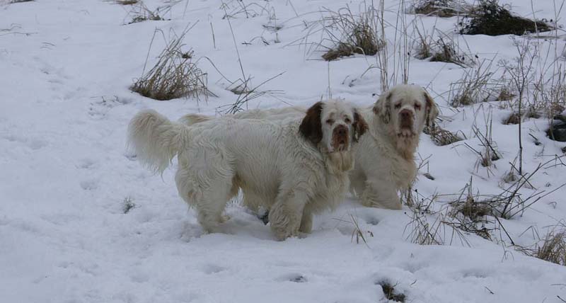 Mambo_Reno_10Jan2009