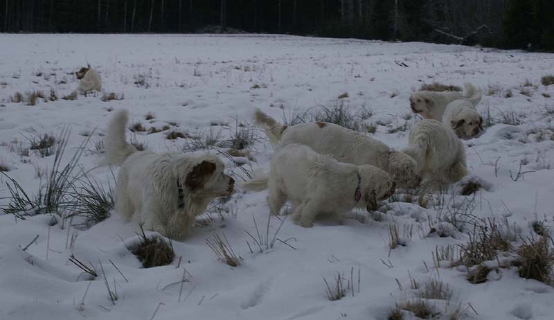 ST_Clumbers_10Jan2009_b