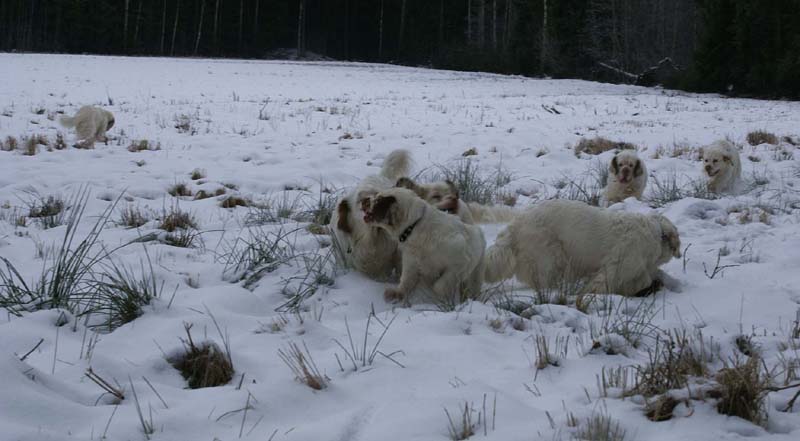 ST_Clumbers_10Jan2009_c