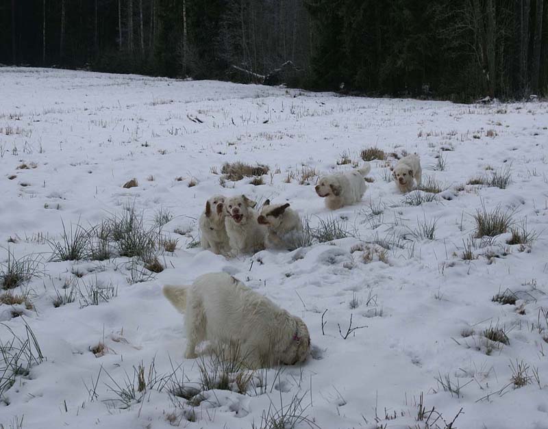 ST_Clumbers_10Jan2009_d