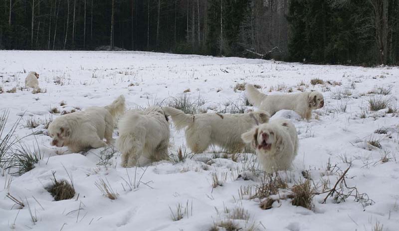 ST_Clumbers_10Jan2009_e